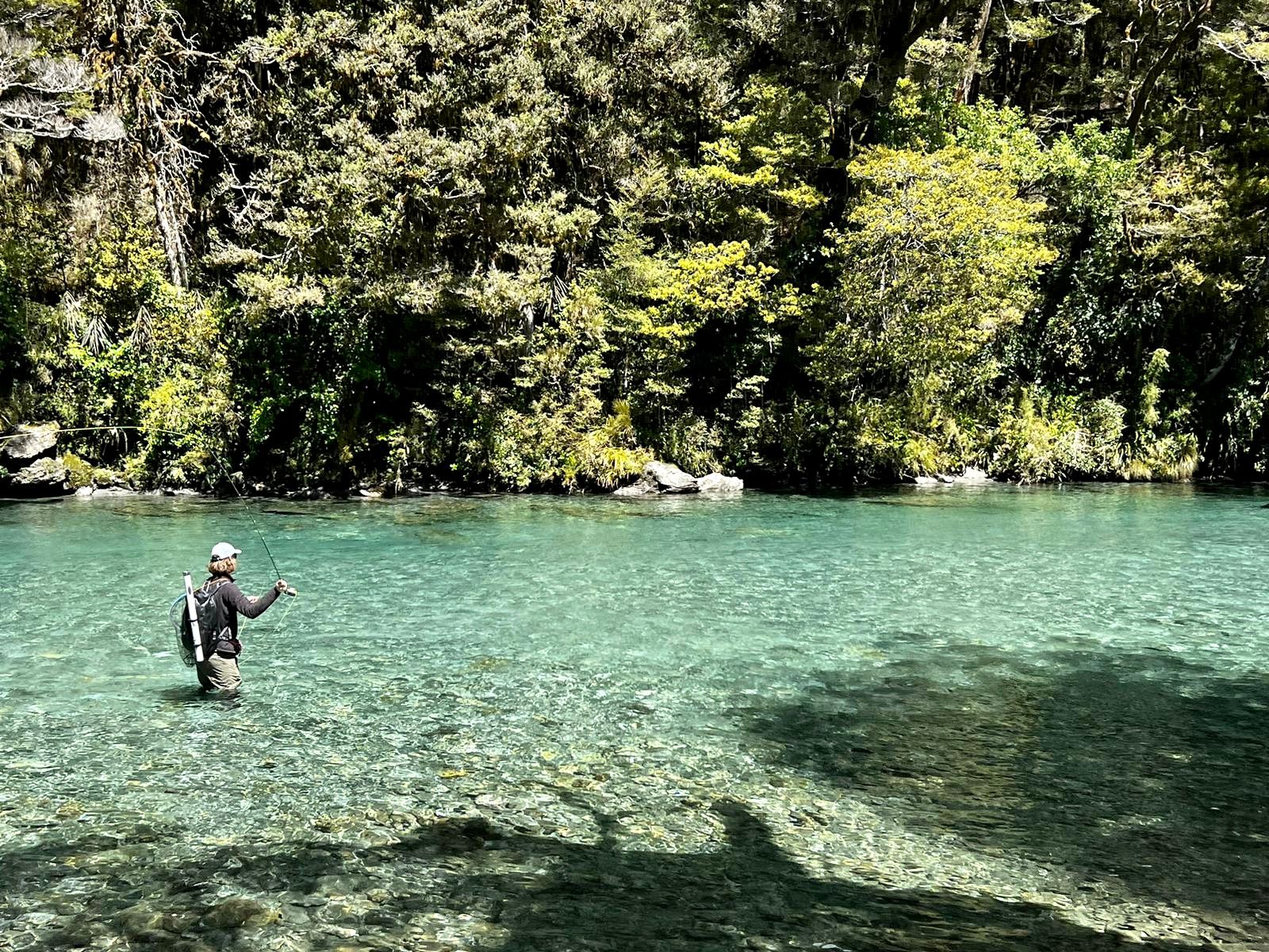 Angler casting in a gin-clear turquoise river beneath native bush